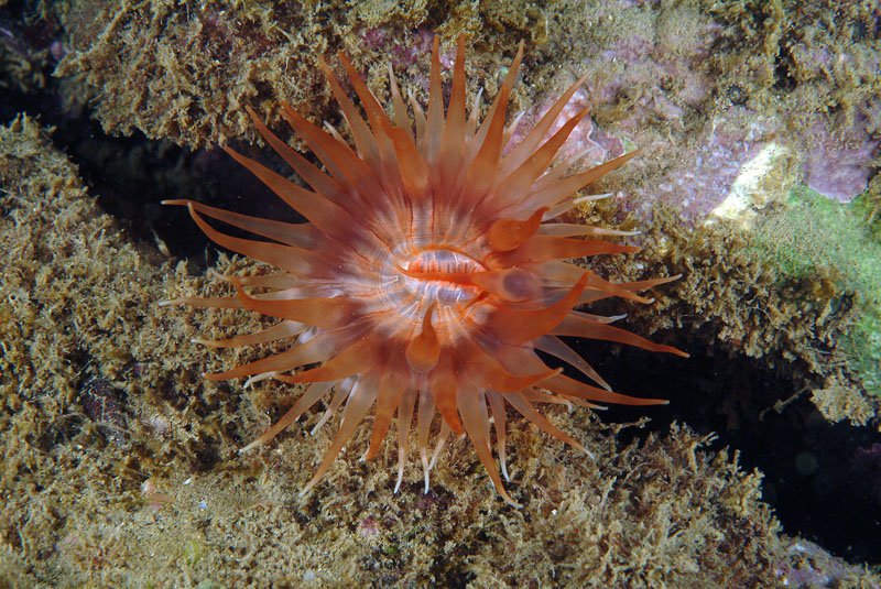 Telmatactis forskalii  - Castel Sonnino Livorno